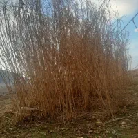 باغ‌نی‌فروشی‌