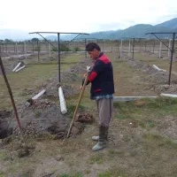 اجرای کار باغ کیوی