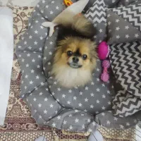 واگذاری سگ میپذیرم