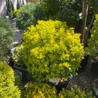 استخدام نیرو برای فست فود