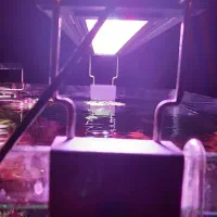 نور پلنت sebo|ماهی|اصفهان, برازنده|دیوار