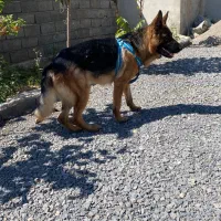 سگ ژرمن