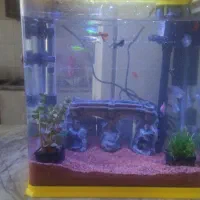 آکواریوم شرکتی کامل