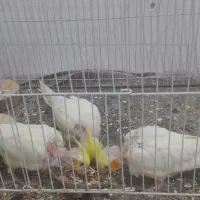 سه عدد جوجه عروس هلندی