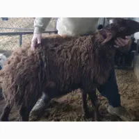 بره نر چاق50و 60کیلو کم دنبه