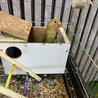 طوطی برزیلی