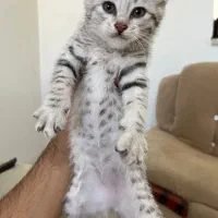 فروشی|گربه|تربت‌حیدریه, منصوریه|دیوار