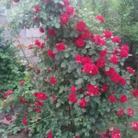اجاره خانه ویلایی|اسکان اضطراری|زنجان, |دیوار