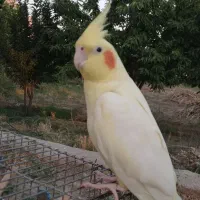 عروس هلندی