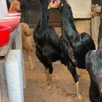 جوجه خروس و مرغ|حیوانات مزرعه|تبریز, |دیوار