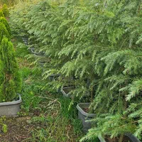 سدروس دئودورا آبی جعبه ای ریشه پرس|خدمات باغبانی و درختکاری|نوشهر, |دیوار