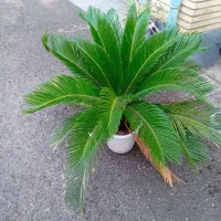 سیکاس چند ساله|گل و گیاه طبیعی|رشت, فلسطین|دیوار