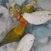 کوتوله عروس هلندی طوطی ملنگو قناری