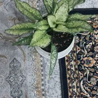 گل آگلونما|گل و گیاه طبیعی|بیرجند, |دیوار