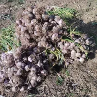 سیر