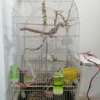 قفس بزرگ به همراه عروس هلندی جفت|پرنده|مشهد, جاهد شهر|دیوار