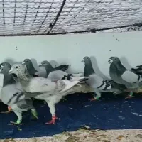 20تاسبزاش موجوده1ماده همه زدوخوردی دانه550مقطوع