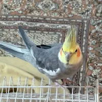 دو عدد طوطی عروس ۹ و ۳ ماه