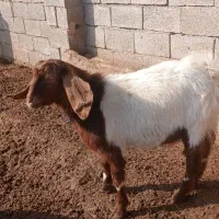 گوسفند دورگ|حیوانات مزرعه|سبزوار, رباط|دیوار