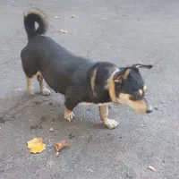 واگذاری|سگ|فولادشهر, باغشاد|دیوار