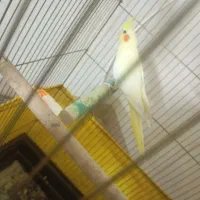 عروس هلندی جفت دستی لوتینو زعفرونی|پرنده|پاکدشت, پاکدشت (مامازند)|دیوار