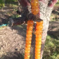 تسبیح کهربا عسلی