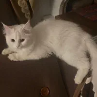 گربه پرشین کلاسیک