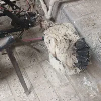 مرغ تخمی