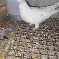 چند جفت کفتر پرشی|پرنده|اشنویه, |دیوار