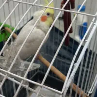 فروش عروس هلندی|پرنده|اندیشه, شهرک المهدی|دیوار