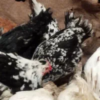 تخم نطفه دار گلین|حیوانات مزرعه|قم, بکایی|دیوار