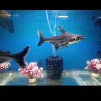 ماهی فلاور.پنکوسی.کت چوبی.اسکارمعاوضه باچانا کوچک|ماهی|تهران, شهرک شریعتی|دیوار