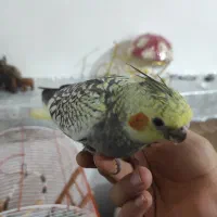 عروس هلندی|پرنده|بروجن, |دیوار