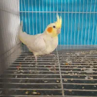 عروس هلندی