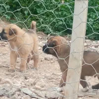 واگذاری واگذاری سگ