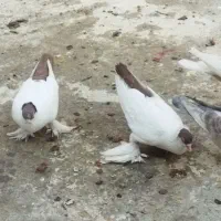 فروش کبوتر