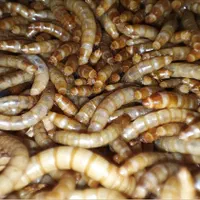 میلورم زنده و خشک