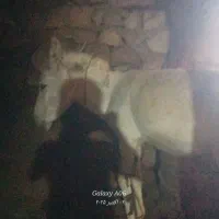 الاغ ماده