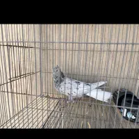 ماده سرور کاکلی دم سفید آس