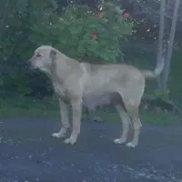 سگ سرابی ماده