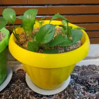 گیاه پتوس وگلدان سفالی|گل و گیاه طبیعی|تهران, عباسی|دیوار