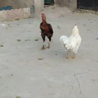 خروس لاری|حیوانات مزرعه|مهربان, |دیوار