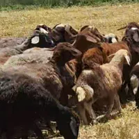 ۲۰ راس شیشک زائده نقد