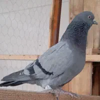 کبوتر گم شده تزینی