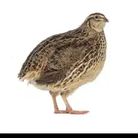 بلدرچین تخم  گذار