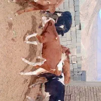 گوساله نر|حیوانات مزرعه|سیمکان, |دیوار