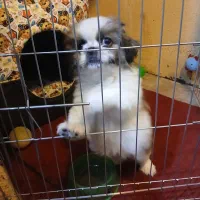 فروش|سگ|پاکدشت, شهرک امام رضا|دیوار