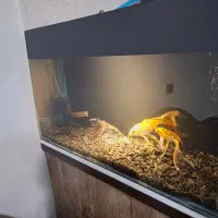 کوی ماهی آکواریوم