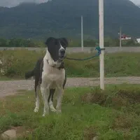 سگ سرابی سن ۳ سال