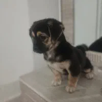 توله سگ سه ماهه